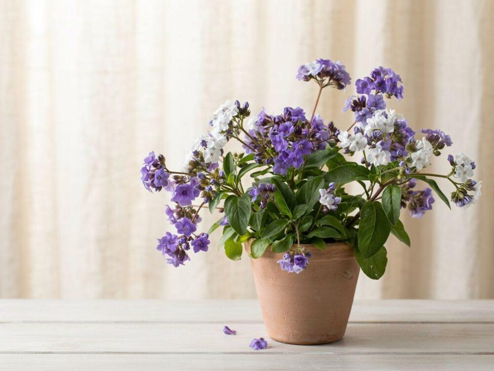 lawendowe kwiaty heliotropu