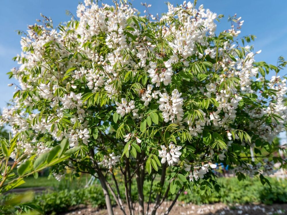 robinia akacjowa kwiaty