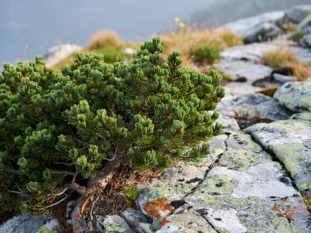 sosna niska w naturalnym środowisku