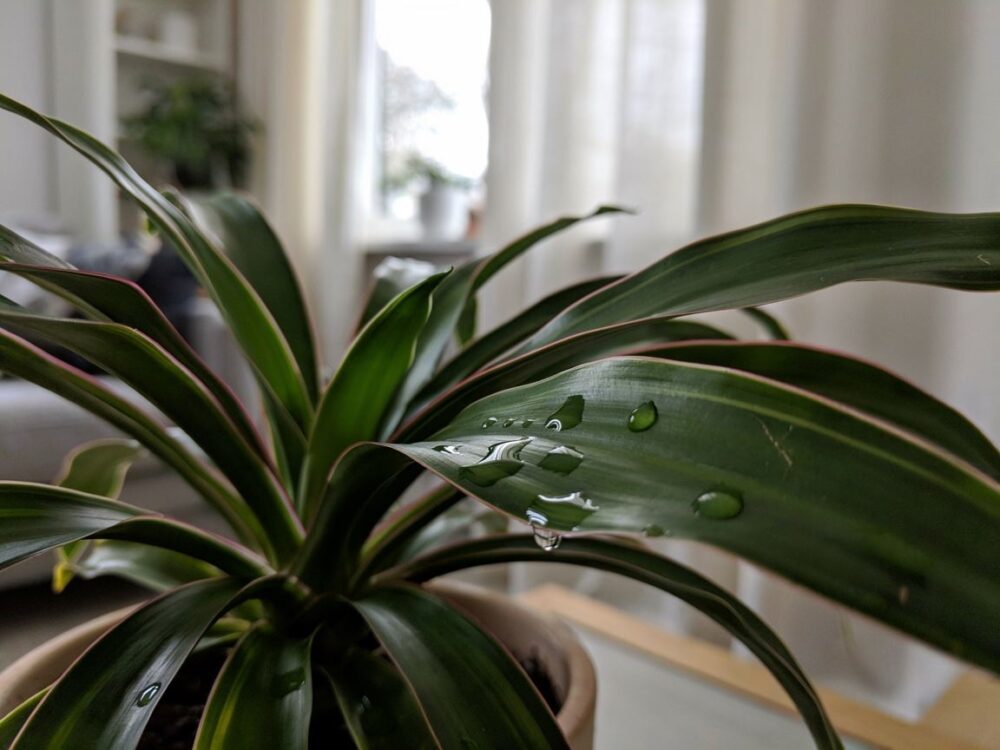 wilgotne liście rośliny dracena
